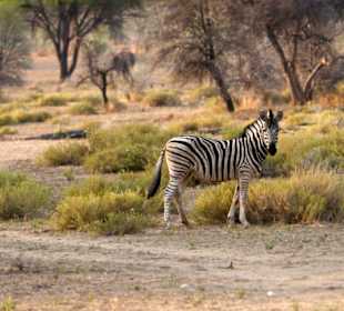 Zebra
