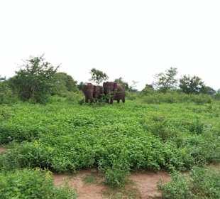 Elefantenreiten Sigiriya