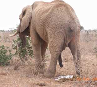 Riesiger Elefantenbulle