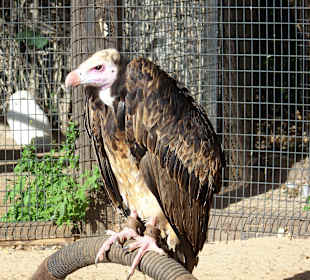 W Jungle Park jest mnóstwo ptaków!