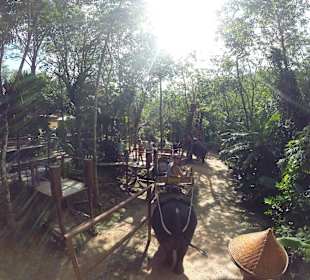 Podróż na słoniu przez las