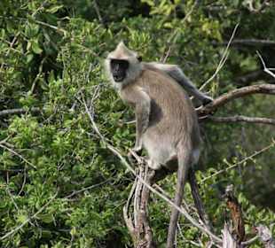 Hulman oder Hanumanlangur