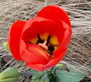 Klatschmohn