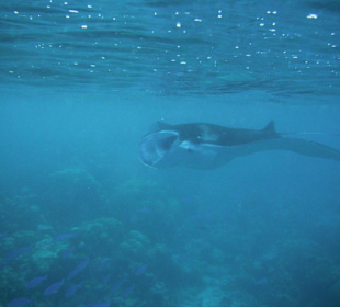 Manta bei Tagesausflug