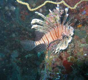 Skorpionfisch
