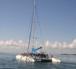 Katamaran Fahrt  mit Besuch bei Delphinen