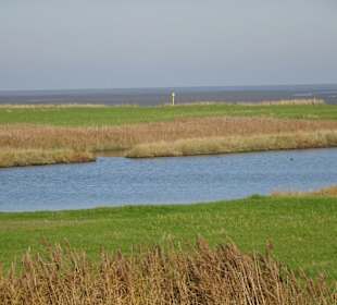Pütten im Deichvorland des Langwarder Groden
