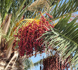 Am Meer in Argelès-Plage