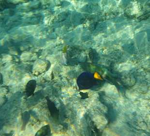 Schnorcheln Hurghada