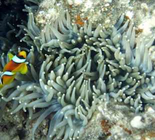 Strand v.Fort Arabesque Makadi Bay