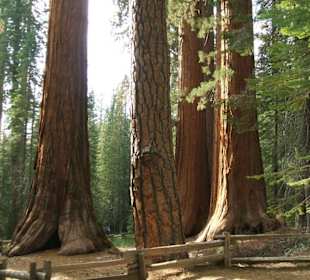 Redwood Mammuthbäume im Yosemite NP