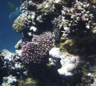 Tolle Unterwasserwelt