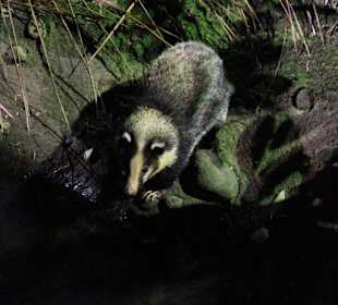 Night Safari