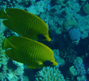 Rotmeerfalterfische am Hausriff