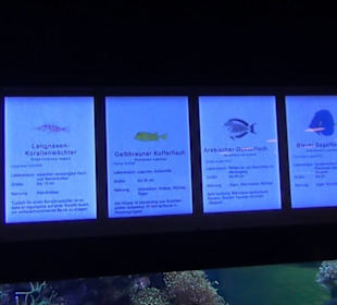 Meeresmuseum Stralsund