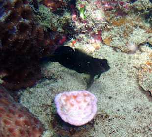 Fisch am Hausriff Hotel Coral Cove Chalet