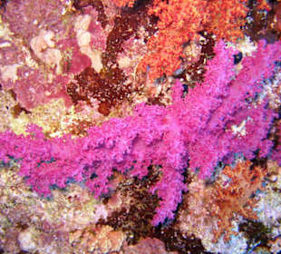 Nurkowanie w Sharm el Sheikh - podwodne życie