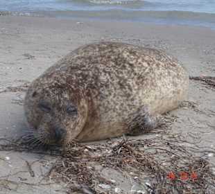 Robbe am Strand