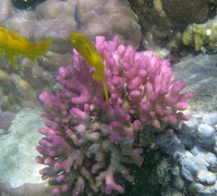 Zitronengelbe Demoiselle