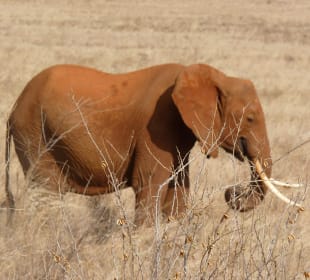 Elefant 