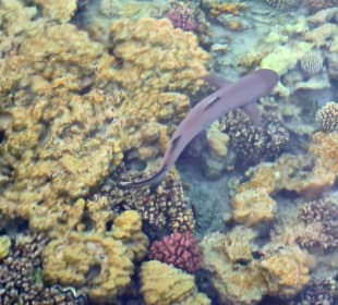 Schnorcheln Marsa Alam