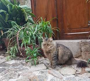 Valldemossa ( nicht der Kater )
