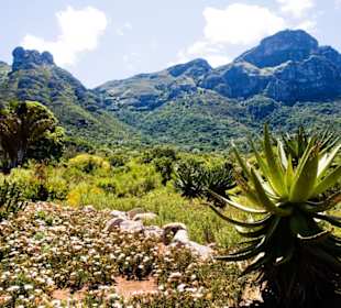 Botanischer Garten Kirstenbosch
