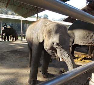 Elefantencamp Chiang Mai
