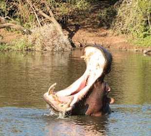 Geführte Touren Schotia Safaris