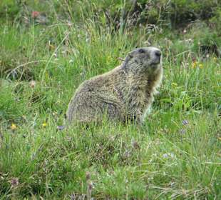 Murmler am Tuxer - Jochhaus