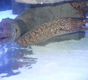 Ausflug Röhren Aquarium