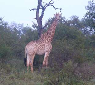 Giraffe