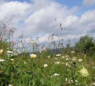 Blumen Flora Ettelsberg