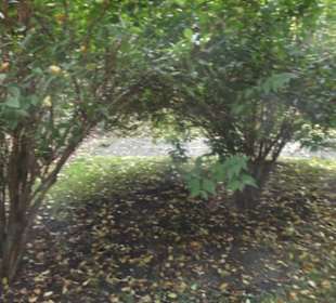 Ungarischer Garten
