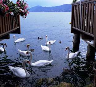 Stadtrundgang Torri di Quartesolo