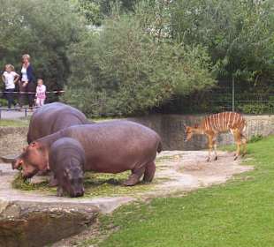 Berliner Zoo