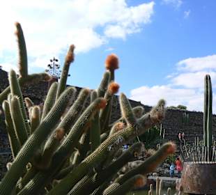 Jardin de Cactus
