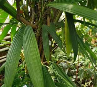 Botanischer Garten 