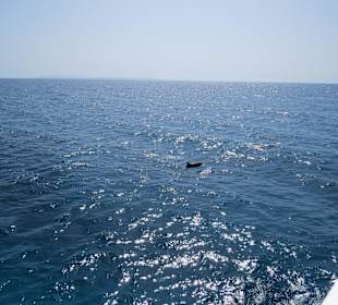 Traumhaft - Delfinausflug Mai 2014