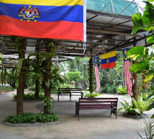 Hibiscus Garten