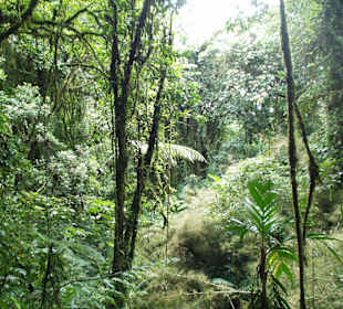 mitten im Dschungel