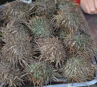 Zbiór najdziwniejszego jedzenia w całym Pekinie