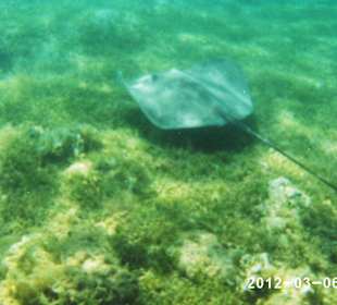 Leben im Wasser 3-8 m Tiefe