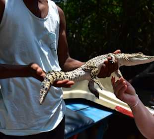 Bentota Fluss- und Mangroven Tour