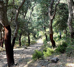 Wanderweg zum Tour de la Massane