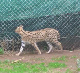 Cango Wildlife Ranch