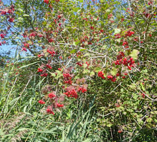 Wandern Murnau am Staffelsee