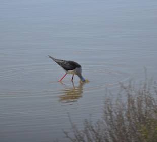 Naturpark S'Albufera