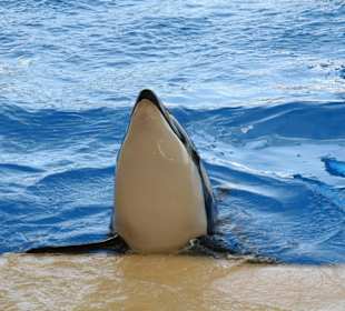 Orca Show