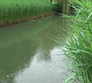 Fischlehrpfad Neu-Ulm